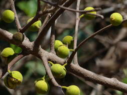 Image of Brahma's Banyan