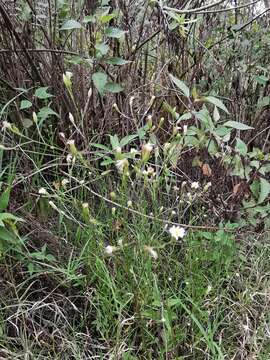 Imagem de Symphyotrichum subulatum var. parviflorum (Nees) S. D. Sundberg