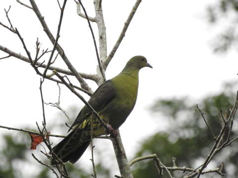 صورة Treron sieboldii sieboldii (Temminck 1835)