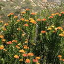 Plancia ëd Leucospermum erubescens Rourke