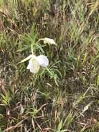 Imagem de Oenothera nuttallii Torr. & Gray