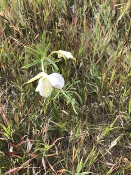 Plancia ëd Oenothera nuttallii Torr. & Gray