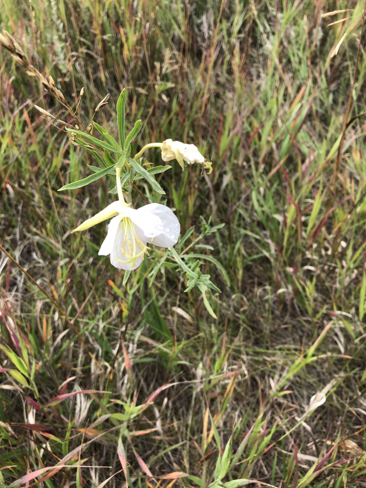 Plancia ëd Oenothera nuttallii Torr. & Gray