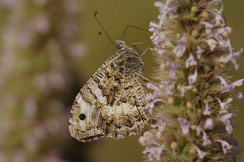 Image of Chazara persephone