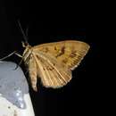 صورة Asaphodes abrogata Walker 1862