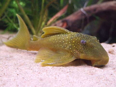 Image of Baryancistrus demantoides Werneke, Sabaj Pérez, Lujan & Armbruster 2005