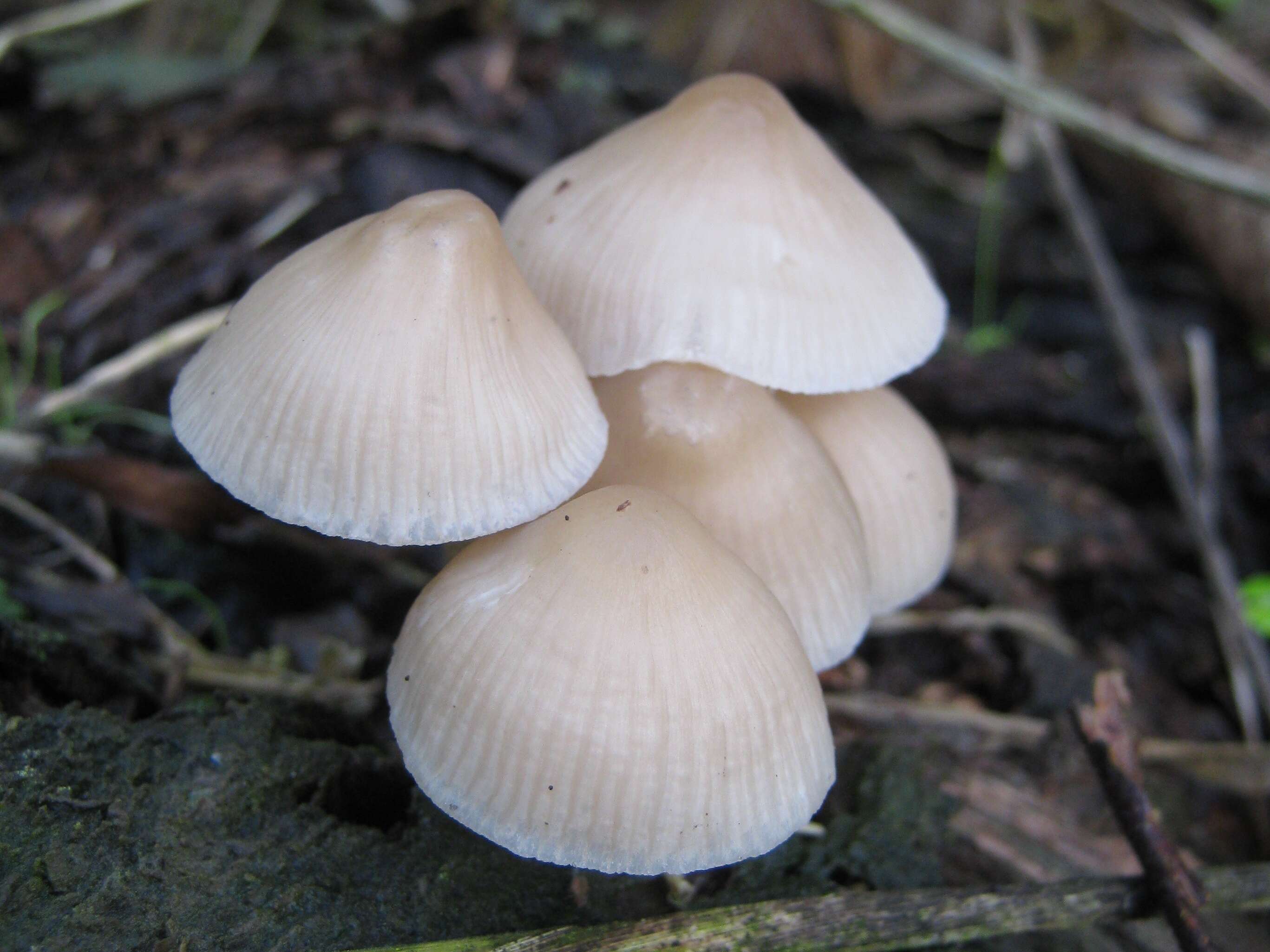 Mycena galericulata (Scop.) Gray 1821 resmi