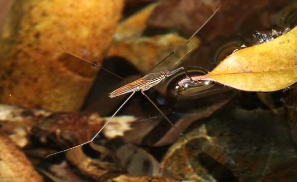 Image of Limnometra ciliodes Andersen & Weir 1997