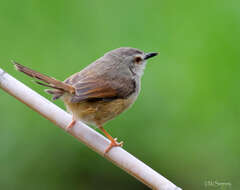 Слика од Prinia subflava affinis (Smith & A 1843)