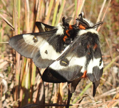 Image of Buck Moth