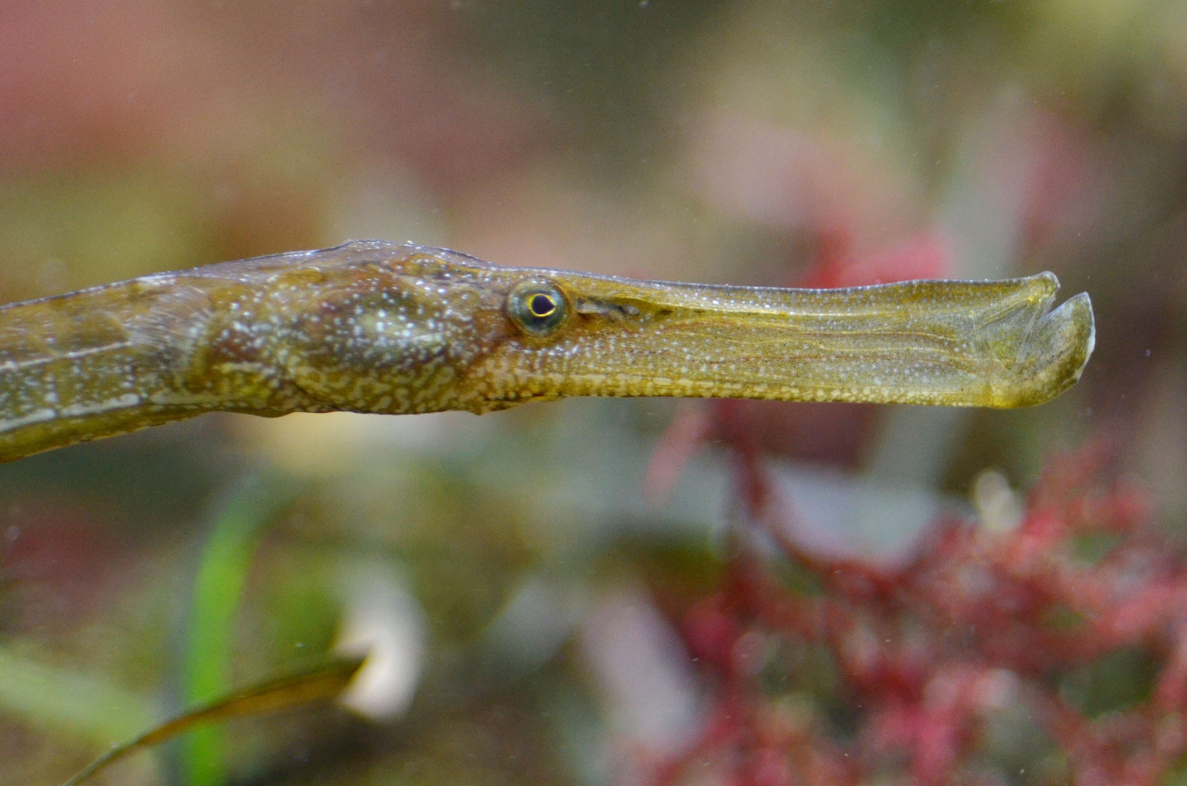 Image of Broadnosed Pipefish