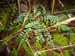 Image of Tennessee milkvetch