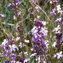 Image of Anthophora alluaudi Pérez 1902