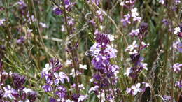 صورة Anthophora alluaudi Pérez 1902