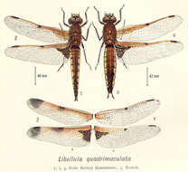 Image of Four-spotted Chaser