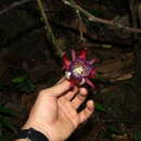 Passiflora ambigua Hemsl. ex Hook. fil. resmi