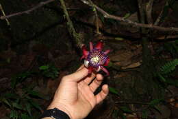 Passiflora ambigua Hemsl. ex Hook. fil. resmi