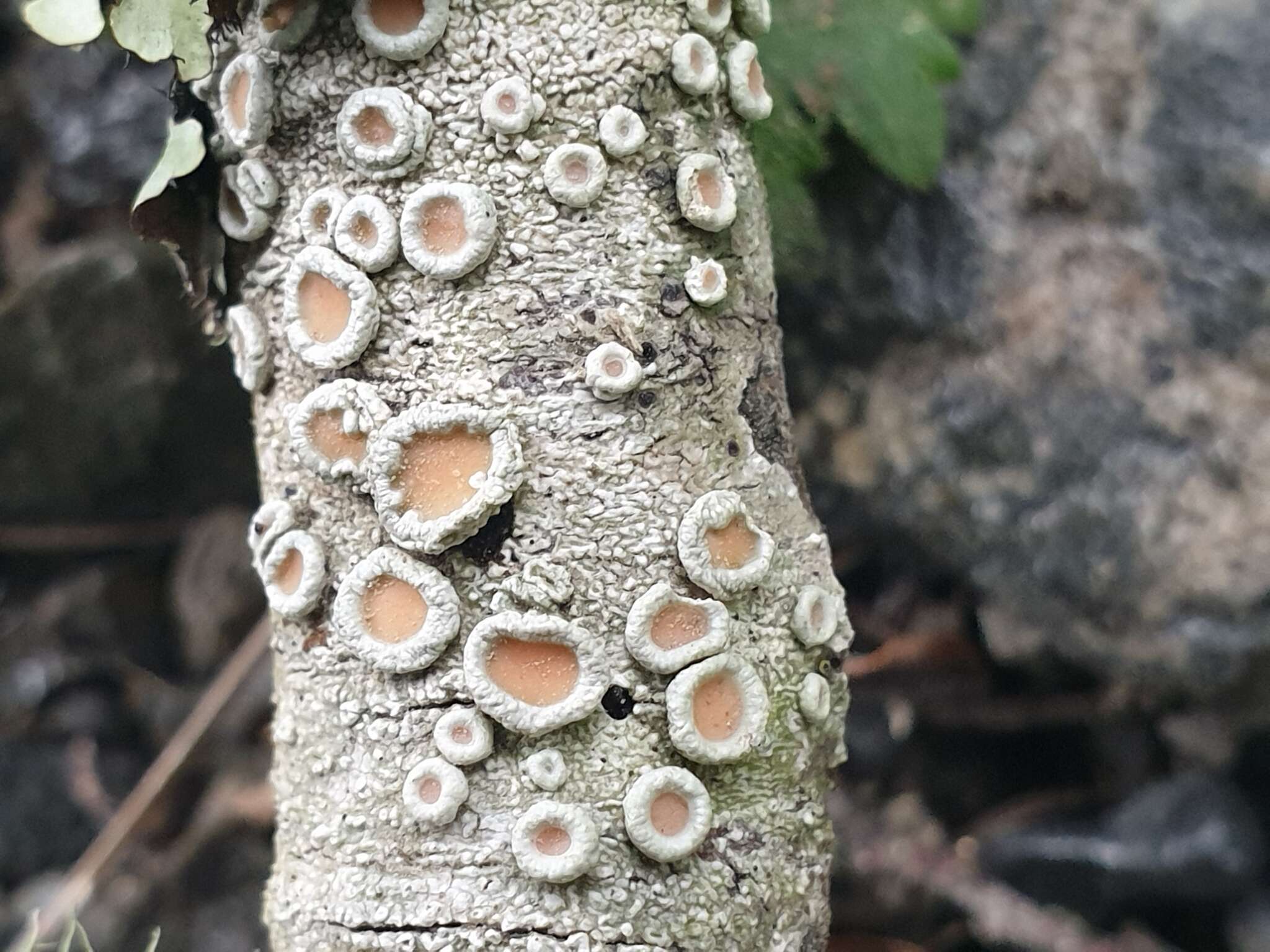 Image of Ochrolechia pallescens (L.) A. Massal.