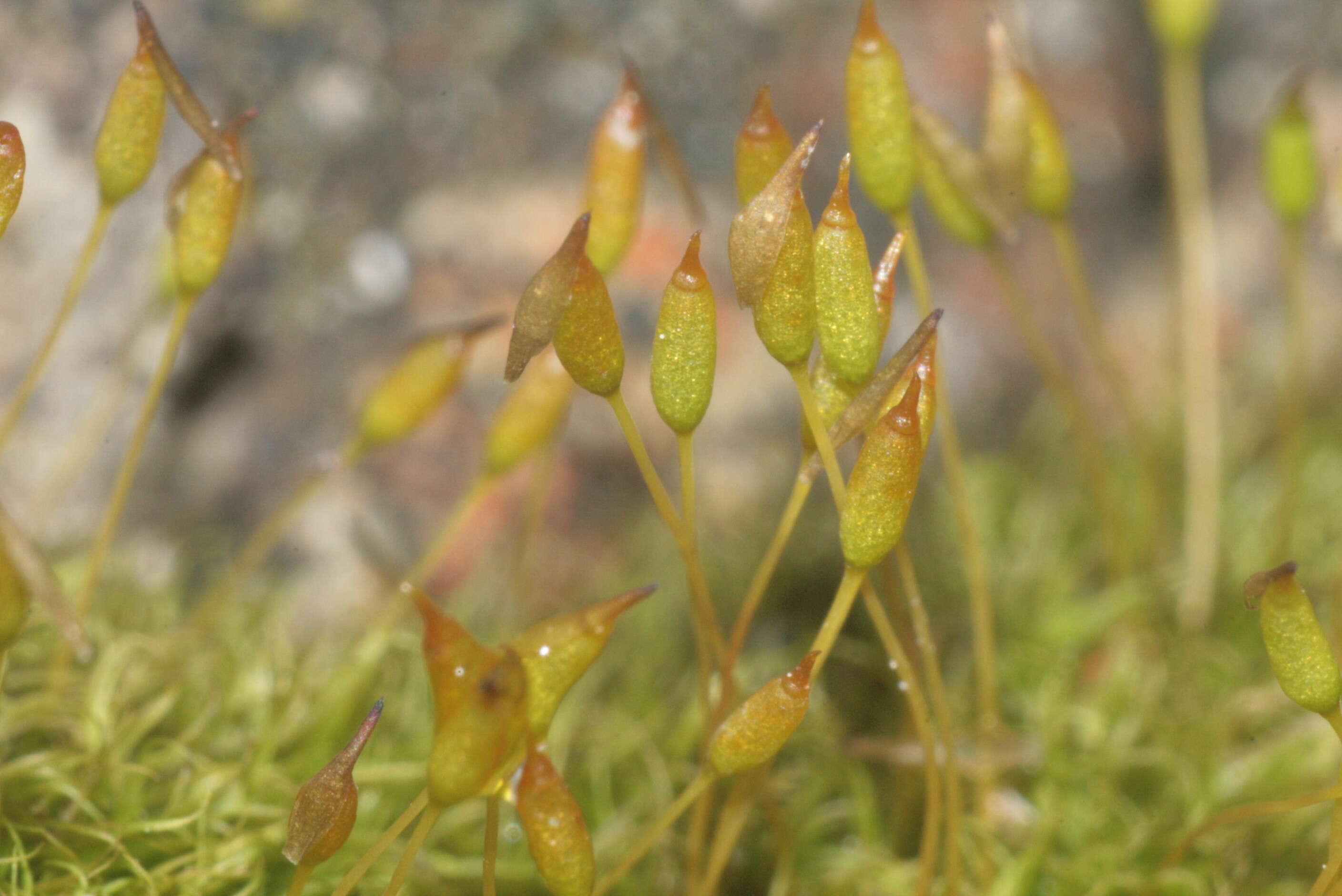 Image of dicranoweisia moss