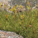 Image of dicranoweisia moss