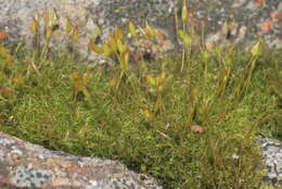 Image of dicranoweisia moss