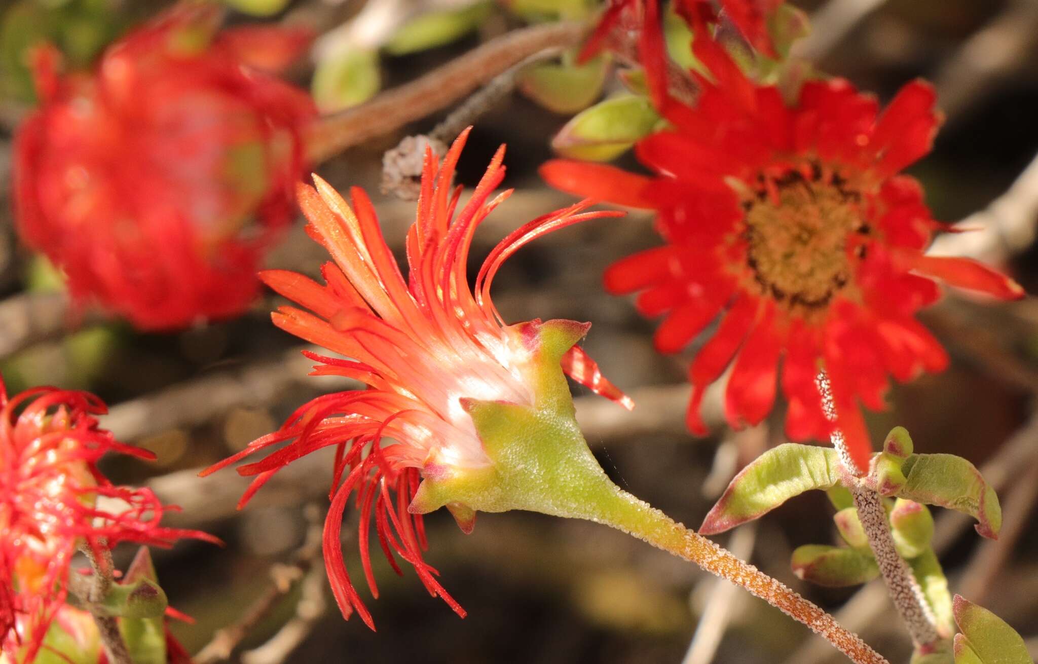 Image of Drosanthemum edwardsiae L. Bol.