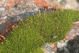 Image of dicranoweisia moss