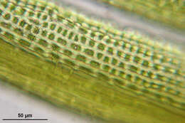 Image of dicranoweisia moss