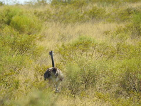 Image of Greater Rhea