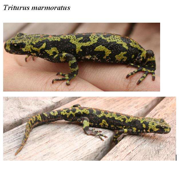 Triturus marmoratus (Latreille 1800) resmi