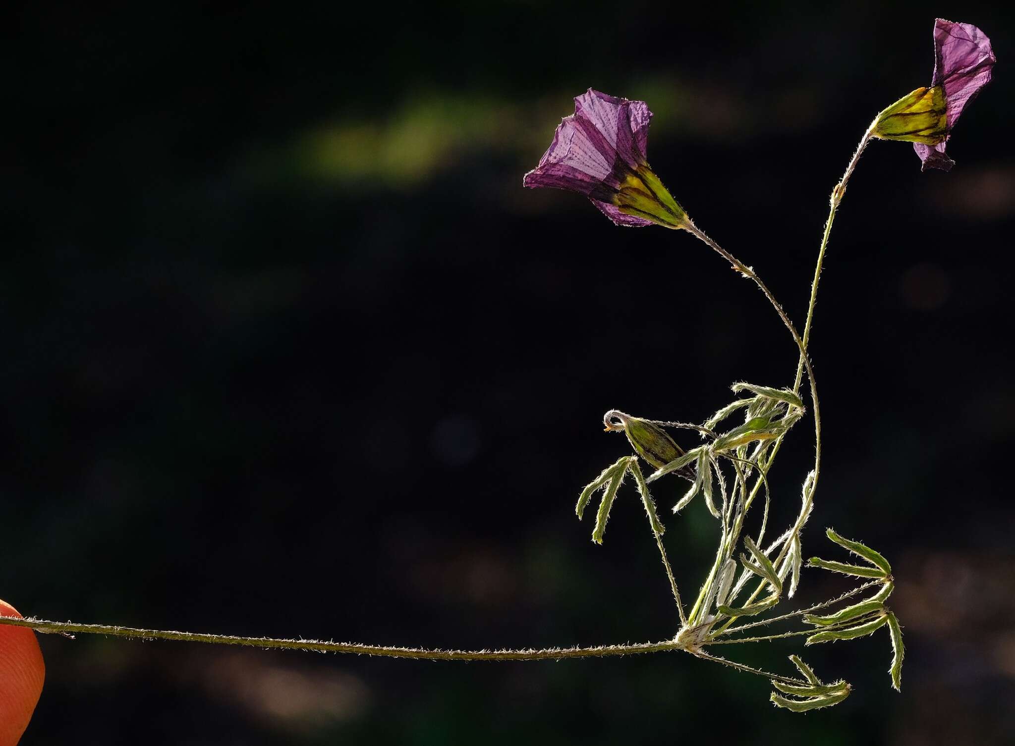 Sivun Oxalis pendulifolia Salter kuva