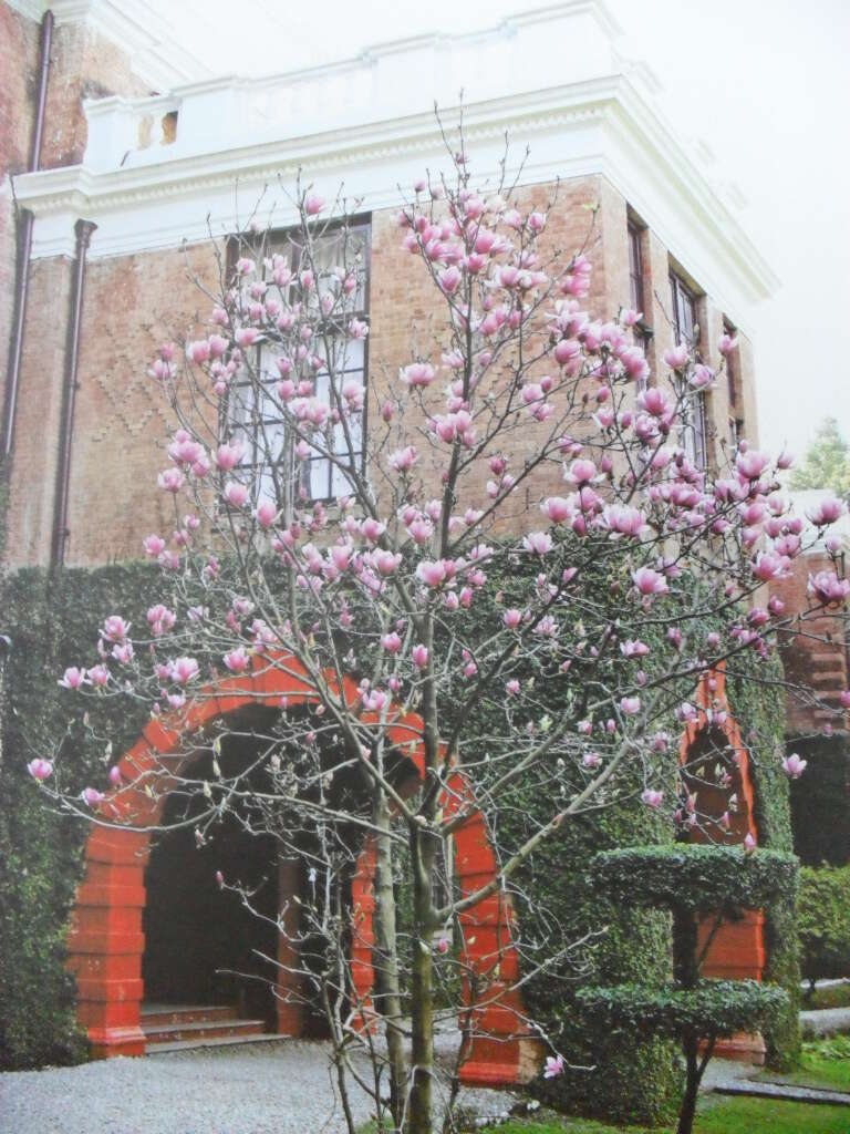 Image of Saucer magnolia