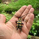 Image of Nemophas zonatus Lansberge 1880