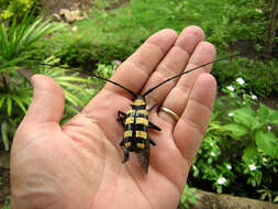 Слика од Nemophas zonatus Lansberge 1880