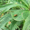 Image of Exosoma lusitanicum (Linnaeus 1767)