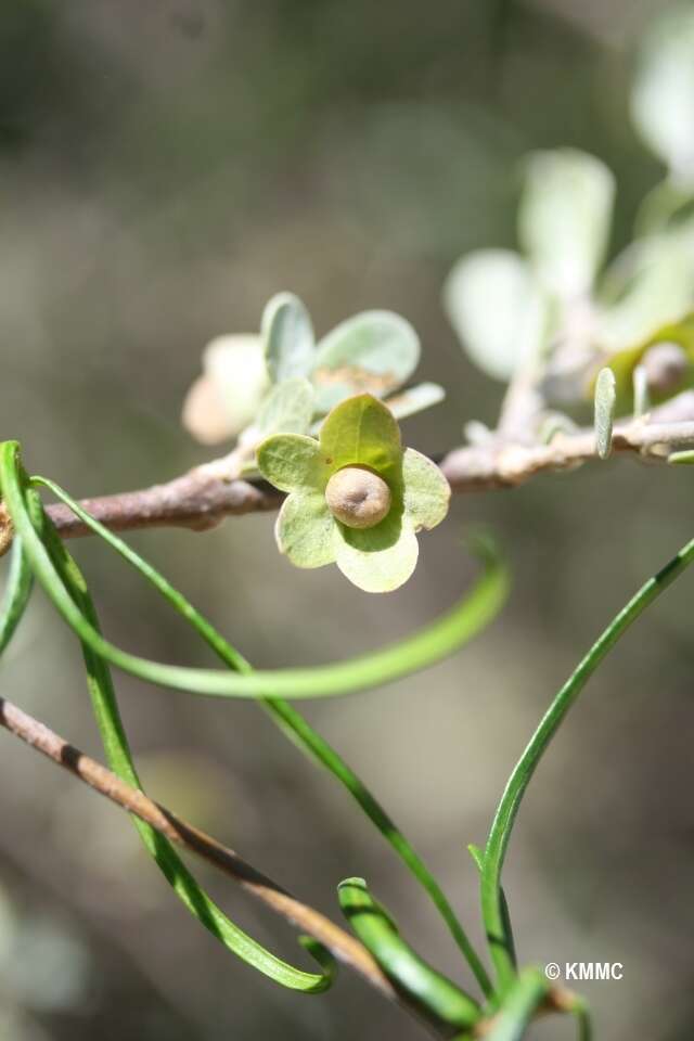 Karomia microphylla (Moldenke) R. Fern.的圖片