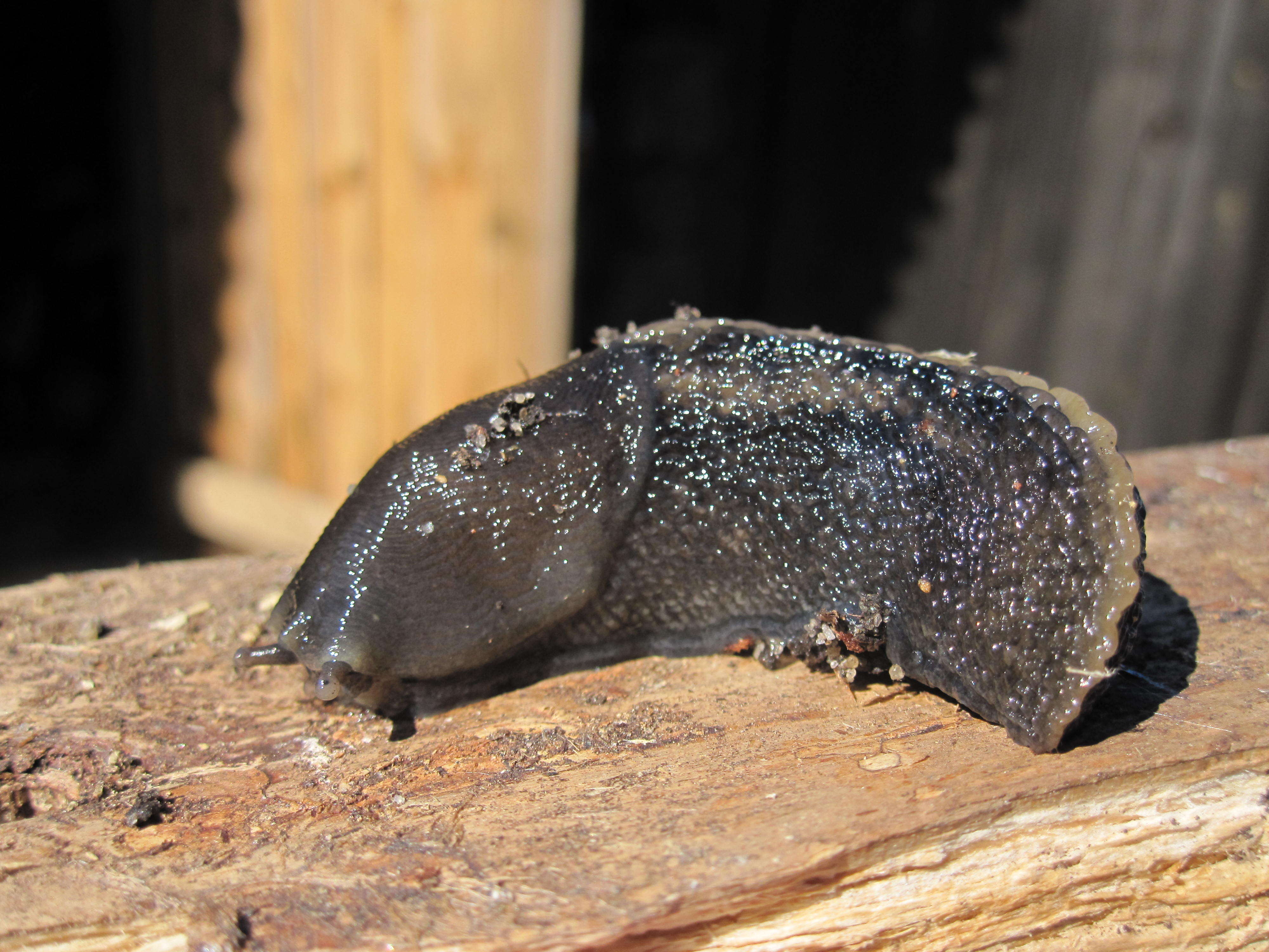 Image of ash-black slug