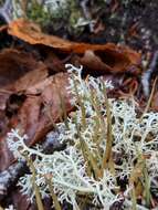 Image of cup lichen