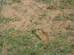 Image of Indian Desert Gerbil