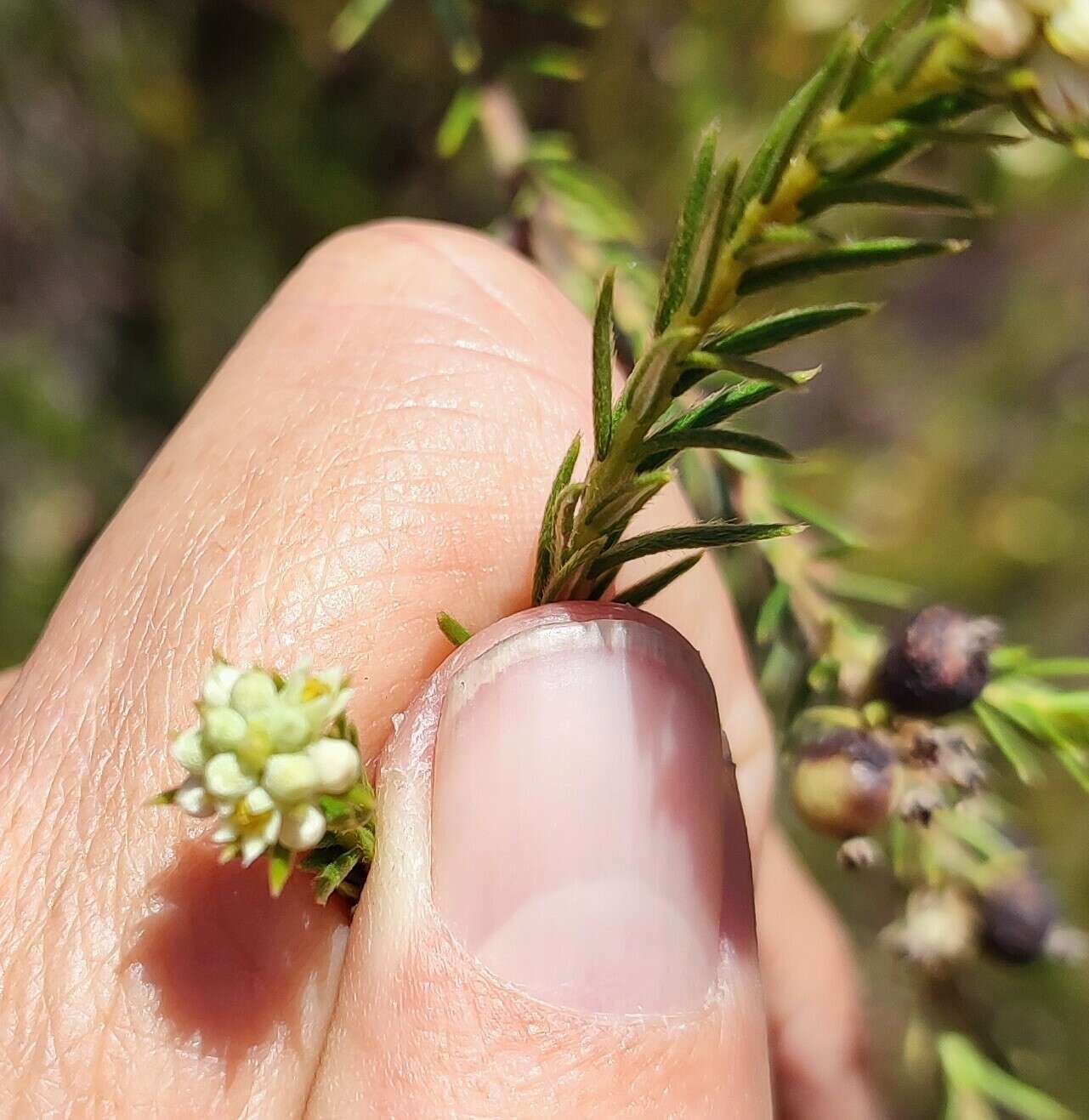 Image of Phylica excelsa Wendl.