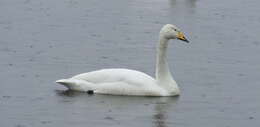 Image of Whooper Swan