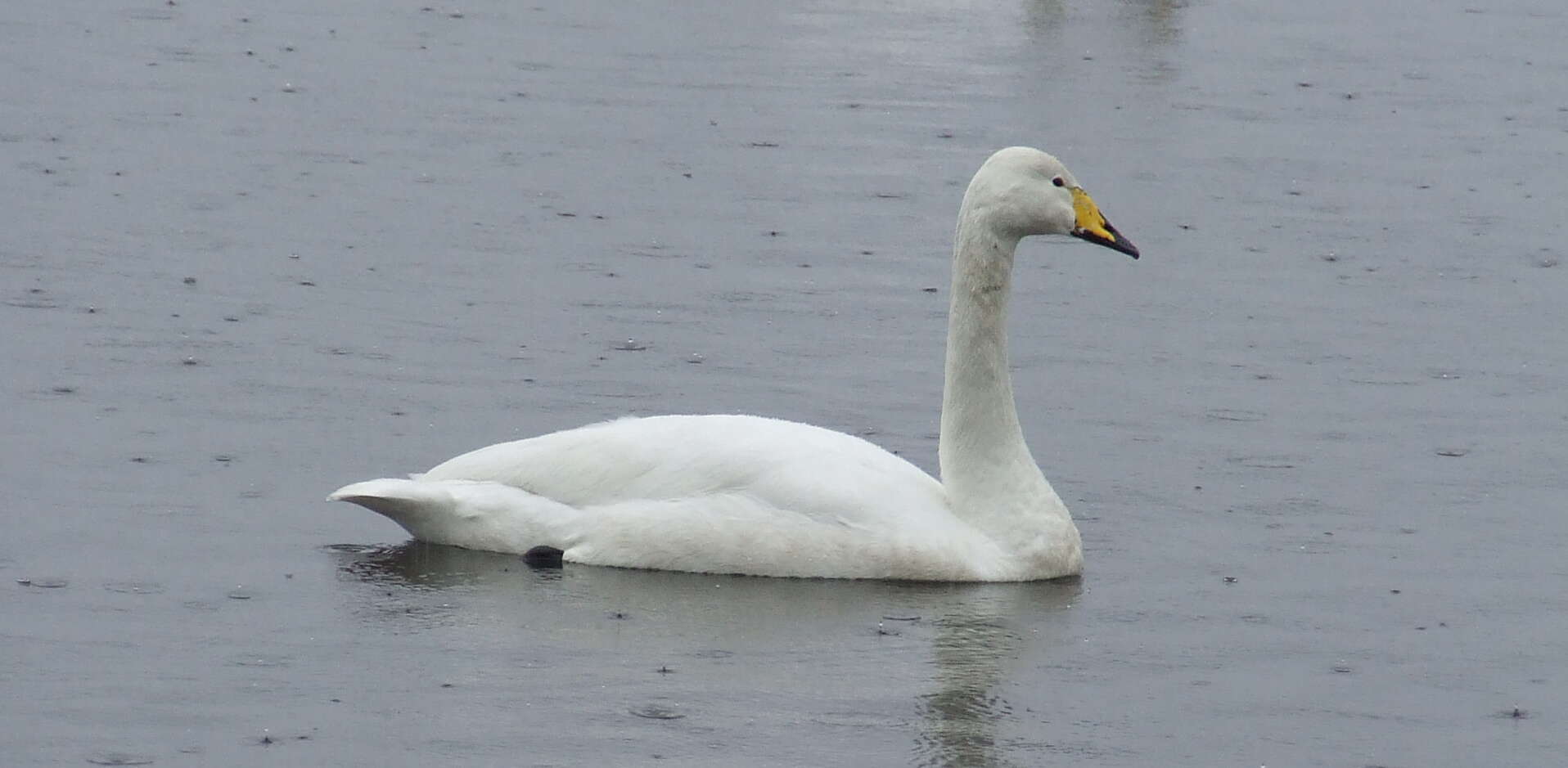 Image of Whooper Swan