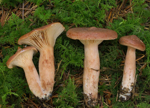 Image of Rufous Milkcap