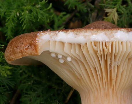 Image of Rufous Milkcap