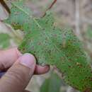 Plancia ëd Ophelimus eucalypti (Gahan 1922)