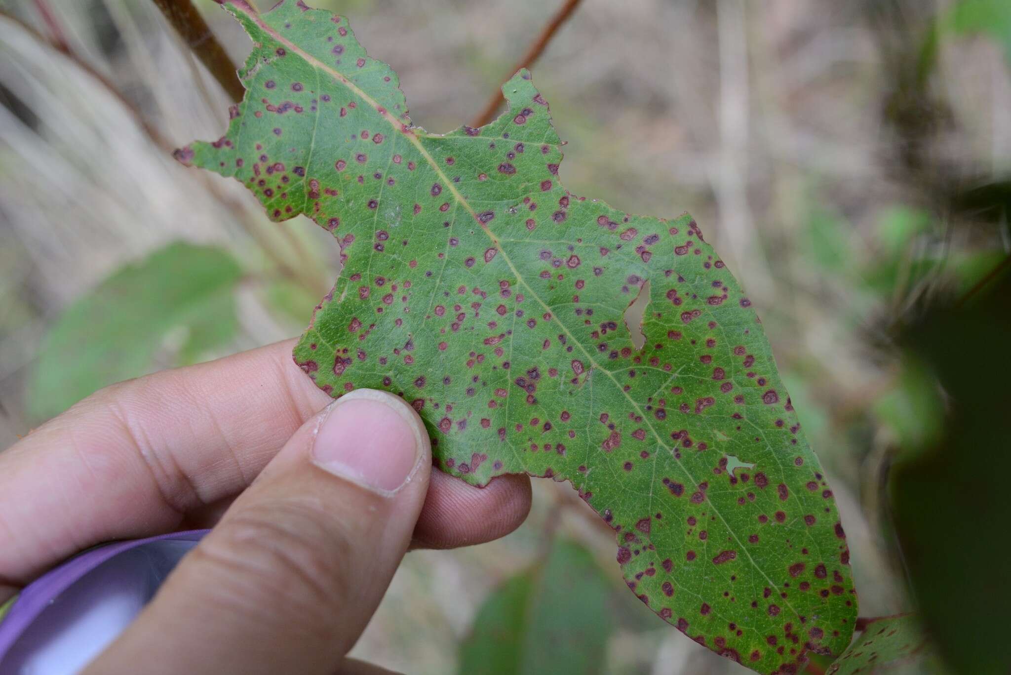 Image of Ophelimus eucalypti (Gahan 1922)