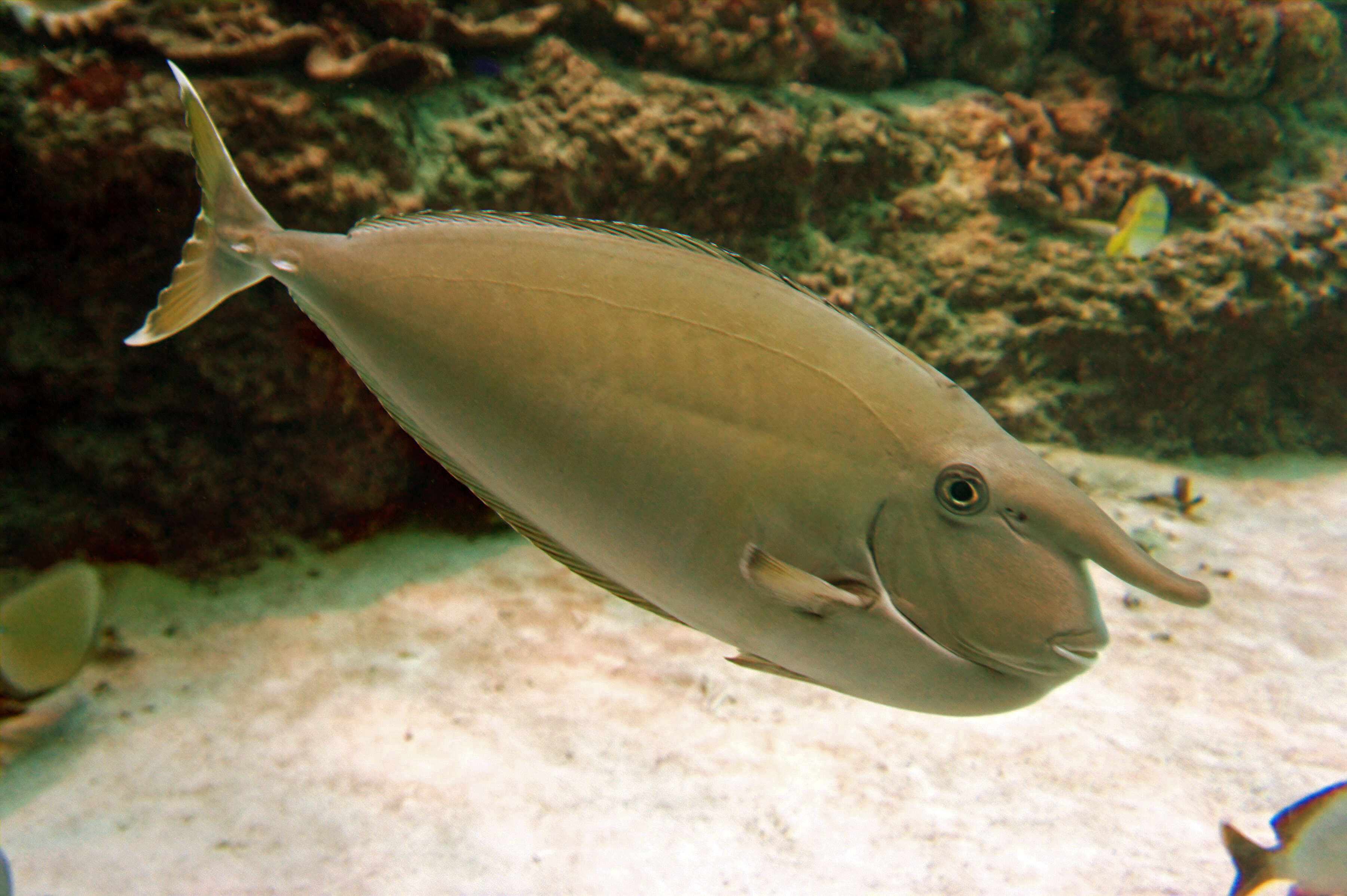 Image of Banded Unicornfish