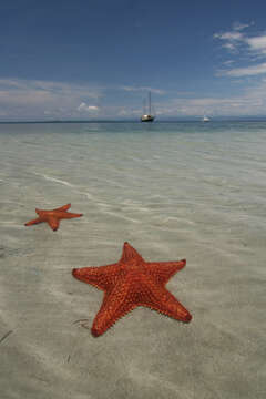 Image of Red cushion sea star