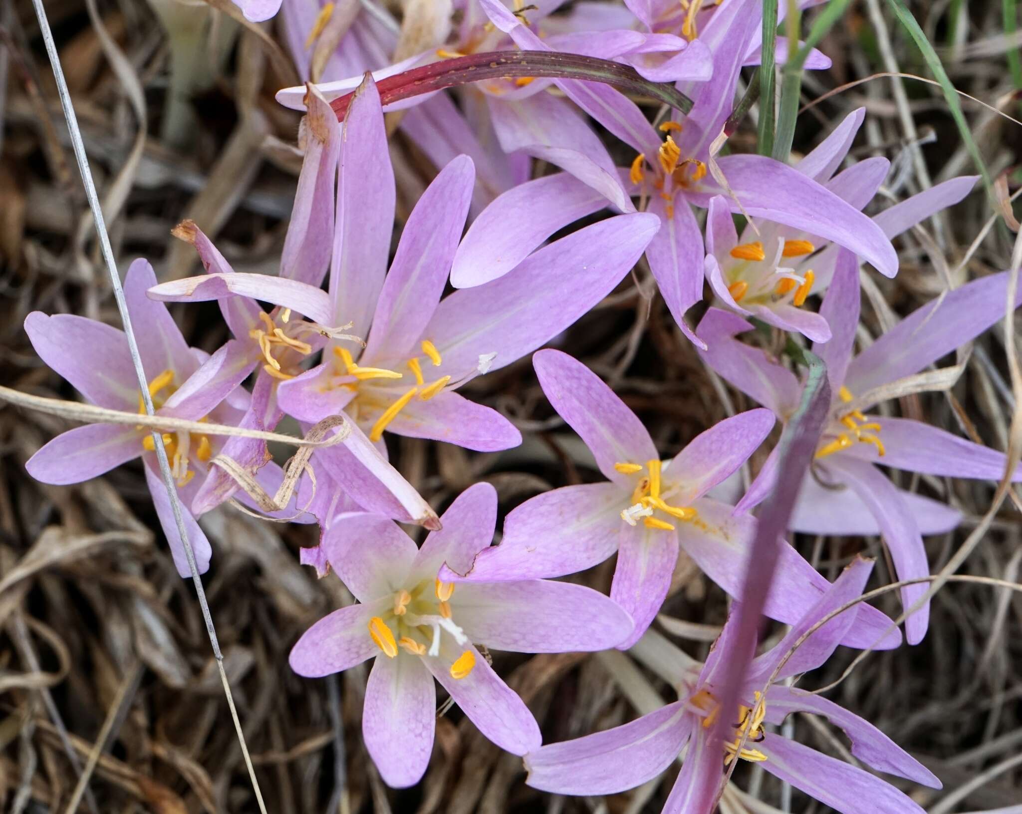 Image of Colchicum haynaldii Heuff.