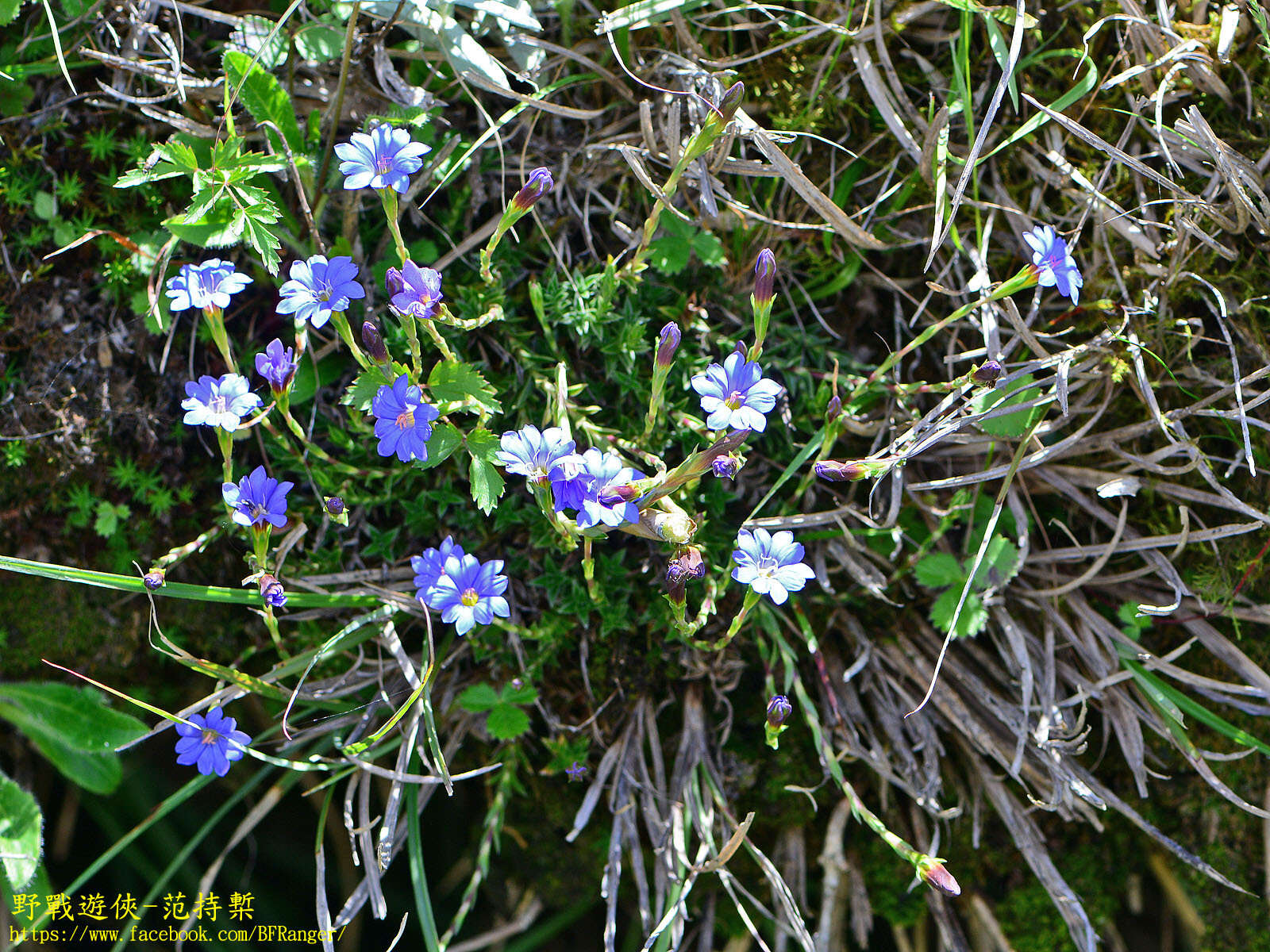 صورة Gentiana arisanensis Hayata